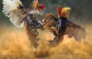 Chơi Đá Gà WS168 Tại Dola789 Cực Kỳ Đơn Giản Dành Cho Game Thủ