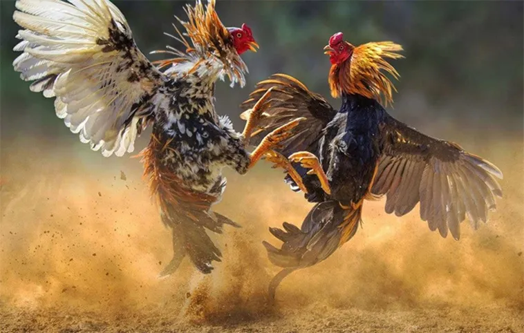Chơi Đá Gà WS168 Tại Dola789 Cực Kỳ Đơn Giản Dành Cho Game Thủ